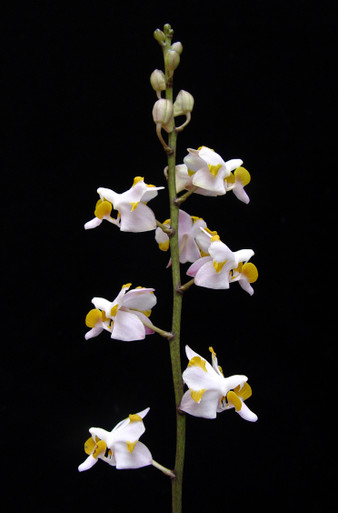 Doritis pulcherrima v. champorensis - white