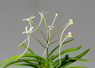 Neofinetia falcata ‘Yatsufusa’  八房