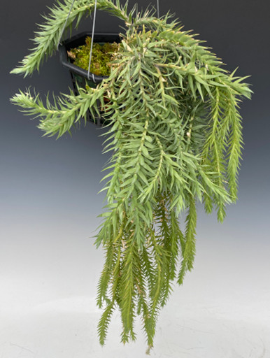 Huperzia goebellii (clubmoss/tassle fern) specimen size