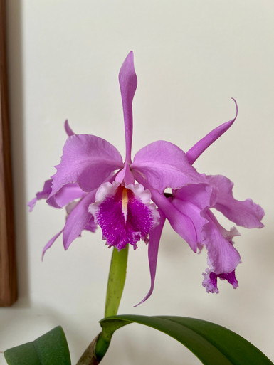 Cattleya Maximum Lust