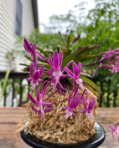 Neofinetia falcata hybrid 'Raikoumaru' 雷光丸