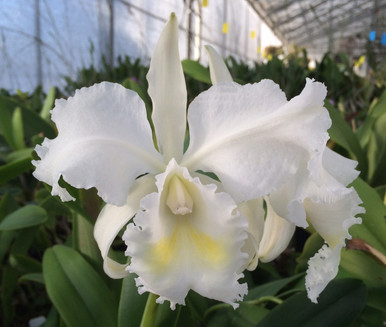 Cattleya maxima ('Gorgeous' SM/JOGA x self ) - OrchidWeb