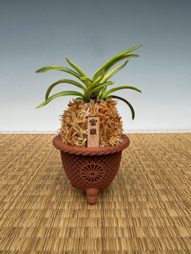 Neofinetia falcata 'Fugaku' 富嶽 - Individual Listings