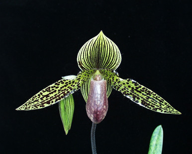 Paph. Kay Rinaman 'Green Acres' AM/AOS - Divisions (Yerba