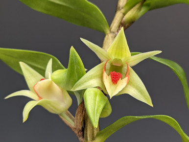 Dendrobium cruentum - OrchidWeb