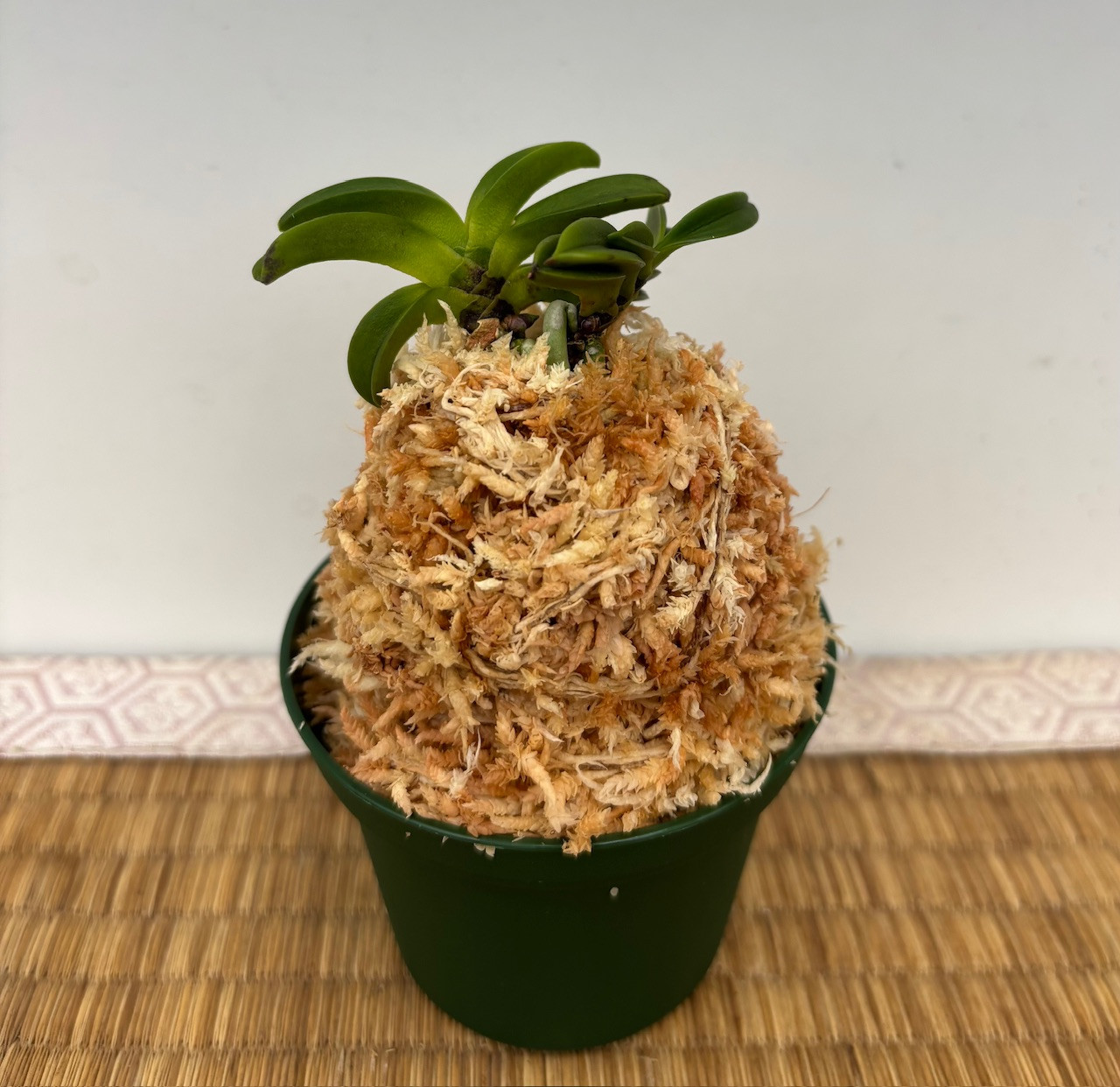 Neofinetia Falcata 'Anzumaru' 杏丸 - OrchidWeb