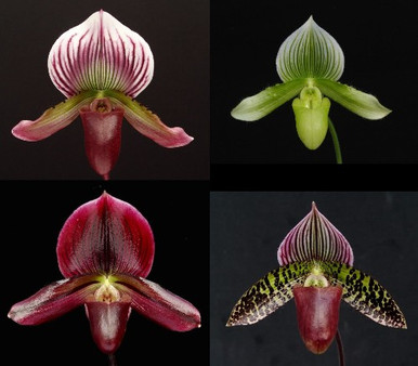Paph. Maudiae Hybrids - Flowers and Culture