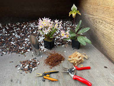 Repotting Basics