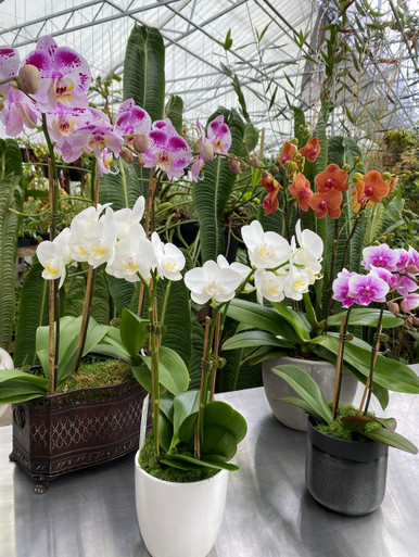 The Common Phalaenopsis Webinar