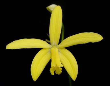 Laelia flava var. sullina 