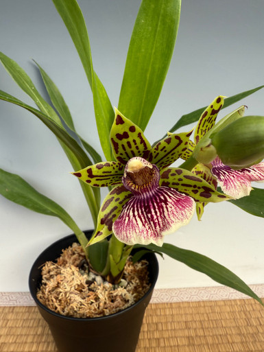 Galeopetalum Starburst 'Parkside' AM/AOS
