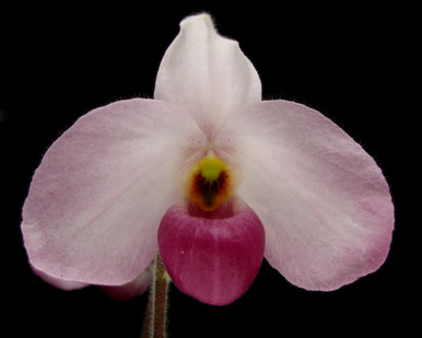 Paph. Ho Chi Minh