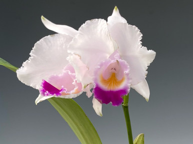 Cattleya quadricolor semi alba 'Caribbean Fantasy'