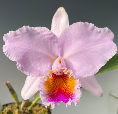 Cattleya Knightii  'New Horizon' (4N)