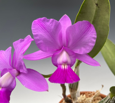 Laelia tenebrosa (4N) ('Dark Splendor' (4N) x 'Spectacular