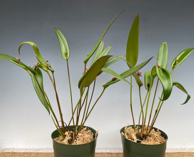 Pleurothallis tonduzii