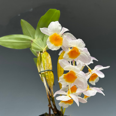 Dendrobium chrysotoxum - OrchidWeb