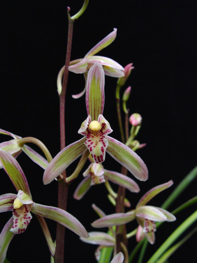 Cymbidium ensifolium OrchidWeb
