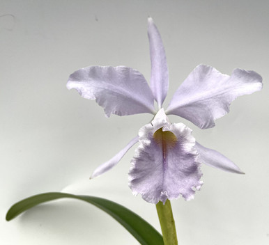 Cattleya Adrienne de Wavrin coerulea 