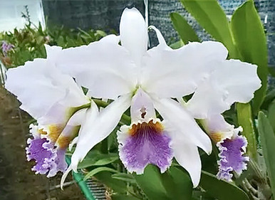 Rlc. Yingluck Smile 'Heart of Gold' (Rlc. Liu's Joyance x Rlc 