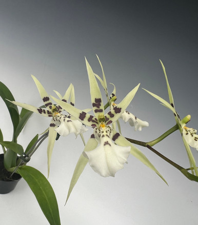 Bratonia Phoenix Rising 'White Light'