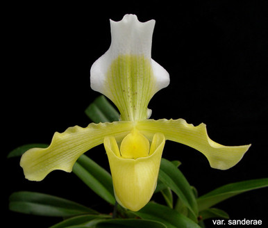 Paph. hirsutissimum var. esquirolei ('A World of Orchids' AM/AOS x