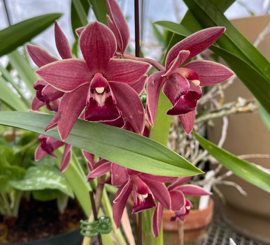 Bulbophyllum Star of Sumatra (echinolabium 'Stinky' x sumatranum 