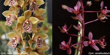 Buy Cymbidium Orchids - OrchidWeb