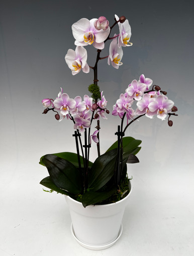 Phalaenopsis Pink Arrangement Romance Valentine Pink Girl OrchidWeb phalaenopsis-pink-arrangement-romance-valentine-pink-girl-orchidweb