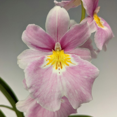Miltoniopsis QF East Meets West (Bertha Baker 'Florentine' HCC/AOS x