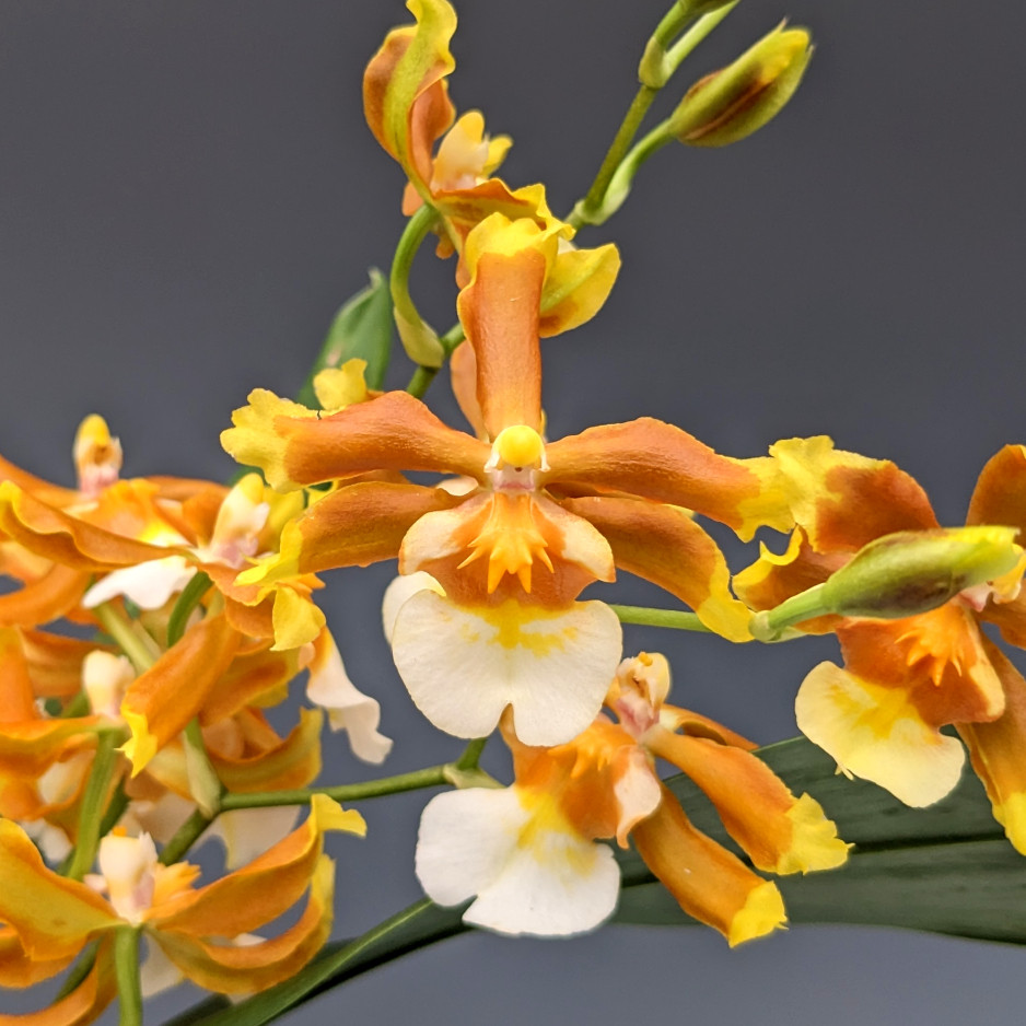 picollet エナメルフラワー Oncostele Tan Treasures 'Lavender Picotee' (Oncidium Bunbury x