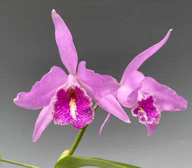 Cattleya maxima