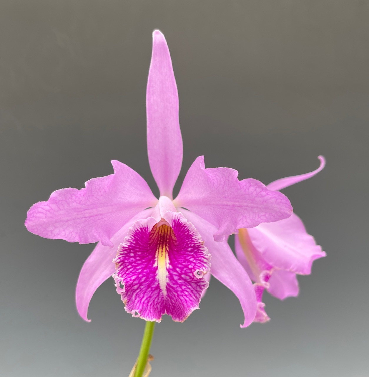 Laelia tenebrosa 'Copper Sunset' (4N) - OrchidWeb