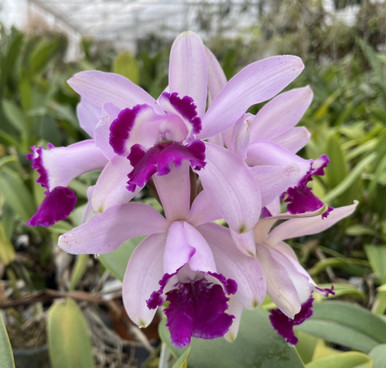 Cattleya intermedia fma. orlata 4N