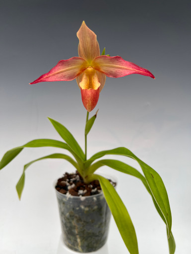 Phrag. Allison Strohm (3N) (kovachii x Living Fire (4N)) - OrchidWeb