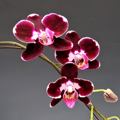 Phal. Fantastic Choco (I-Hsin Betty Boop x I-Hsin Cocoa) - OrchidWeb