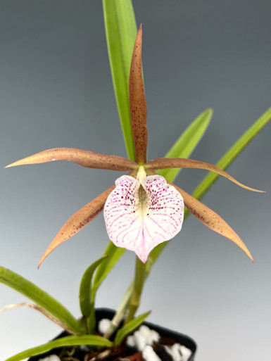 Cattleya Gaudii coerulea (loddigesii v. coerulea'Blue Sky
