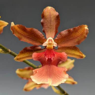 Cymbidium Dutchman's Gold 'Apricot' - OrchidWeb