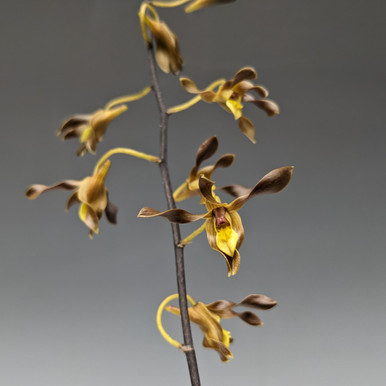 Dendrobium Quintal's Touch (Touch of Gold x johannis) - OrchidWeb