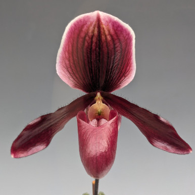 Paph. Michael Koopowitz - Individual Listing (philippinense 'Super