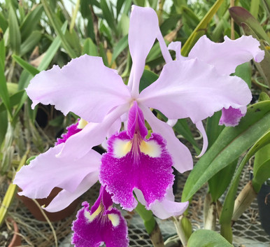 Cattleya maxima ('Gorgeous' SM/JOGA x self ) - OrchidWeb