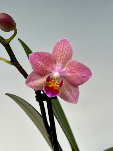 Photo of the bloom of Orchid (Phalaenopsis I-Lan Golden Tree) posted by  BlueOddish 