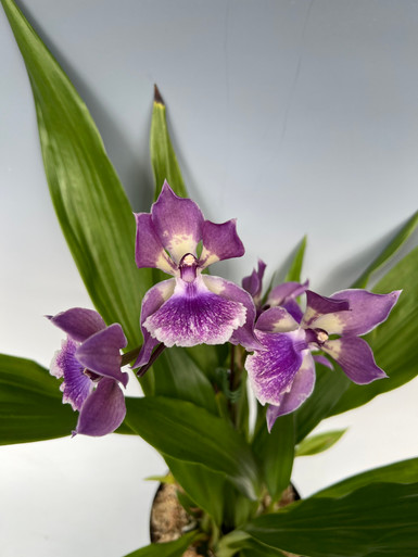 Catasetum/ Fred. After Dark black Pearl Black Orchid. Rare -  Denmark