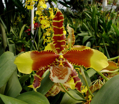 Pot orchidée Mélissa ▻ commander maintenant