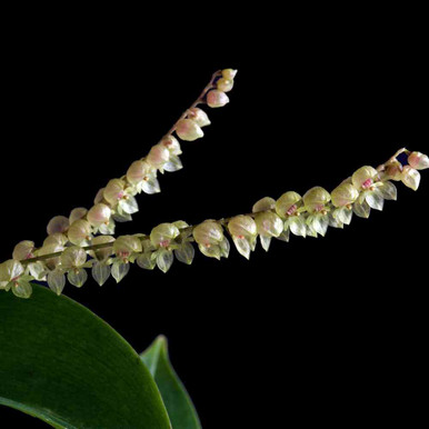 Pleurothallis alveolata
