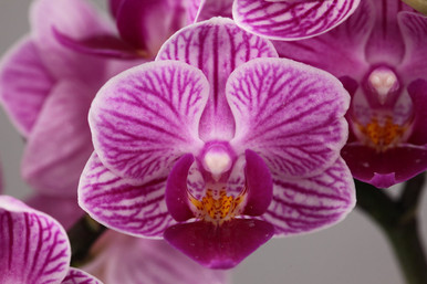 Phal. Sogo Vivien (micro-mini) standard foliage - OrchidWeb