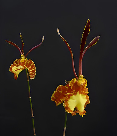 Psychopsis Mariposa