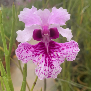 Papilionanthe hookeriana