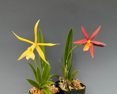 Brassocattleya Little Birds