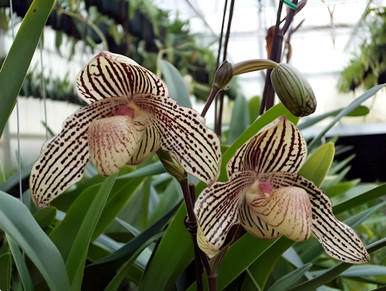 特価通販Paph. Yokobue `Tsukuba\' BM/JOGA ラン